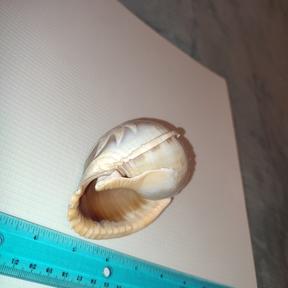 Carved Seashell Decor Vintage Unique Academia Collectible - Picture 8 of 8